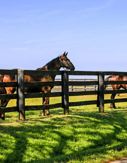 Equestrian Fencing